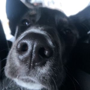 Meet your Posher, Emery